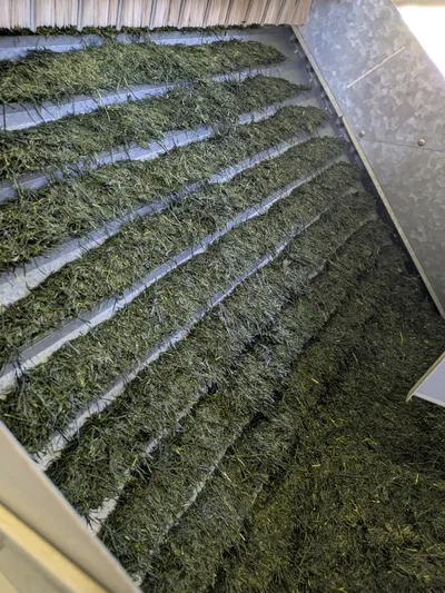 豊後大野の山間地の茶畑