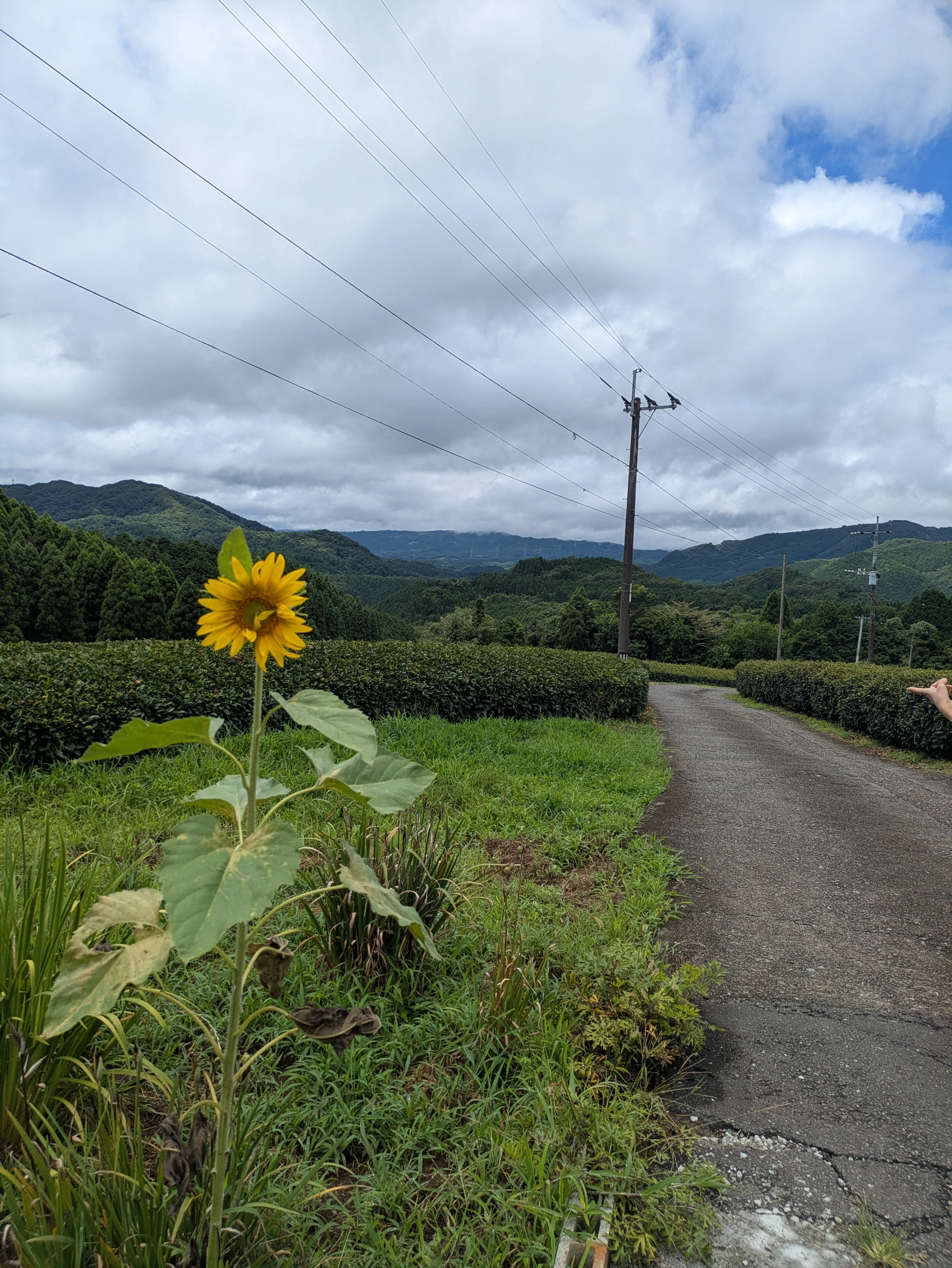 久保茶園の茶畑風景
