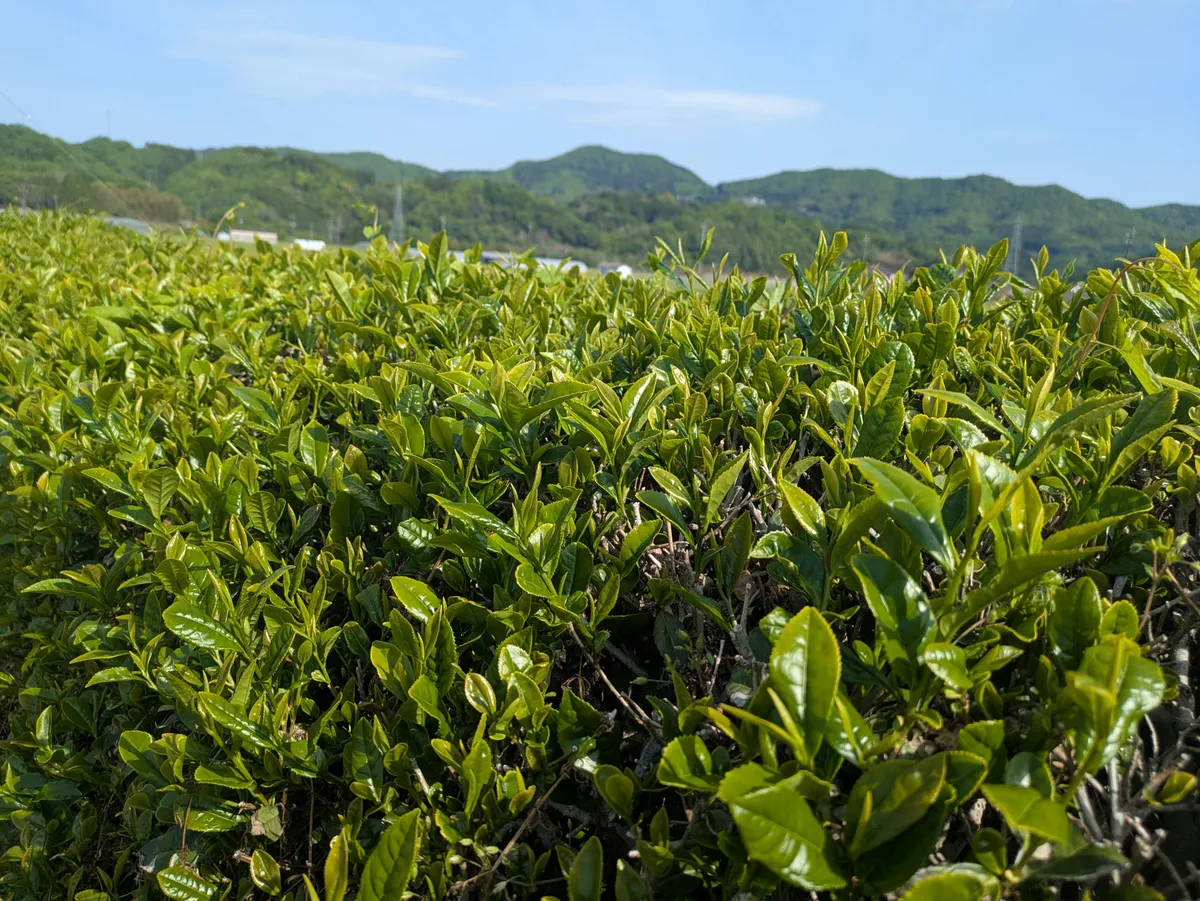 広大な大分のお茶畑