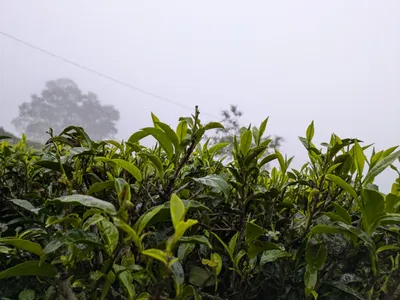 臼杵の有機栽培茶畑