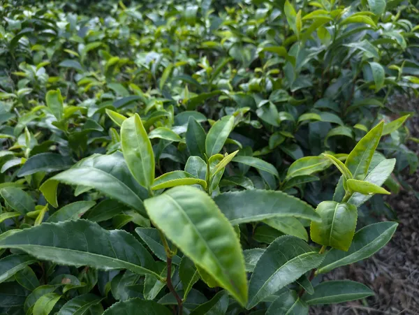 若い世代がお茶を楽しむ様子