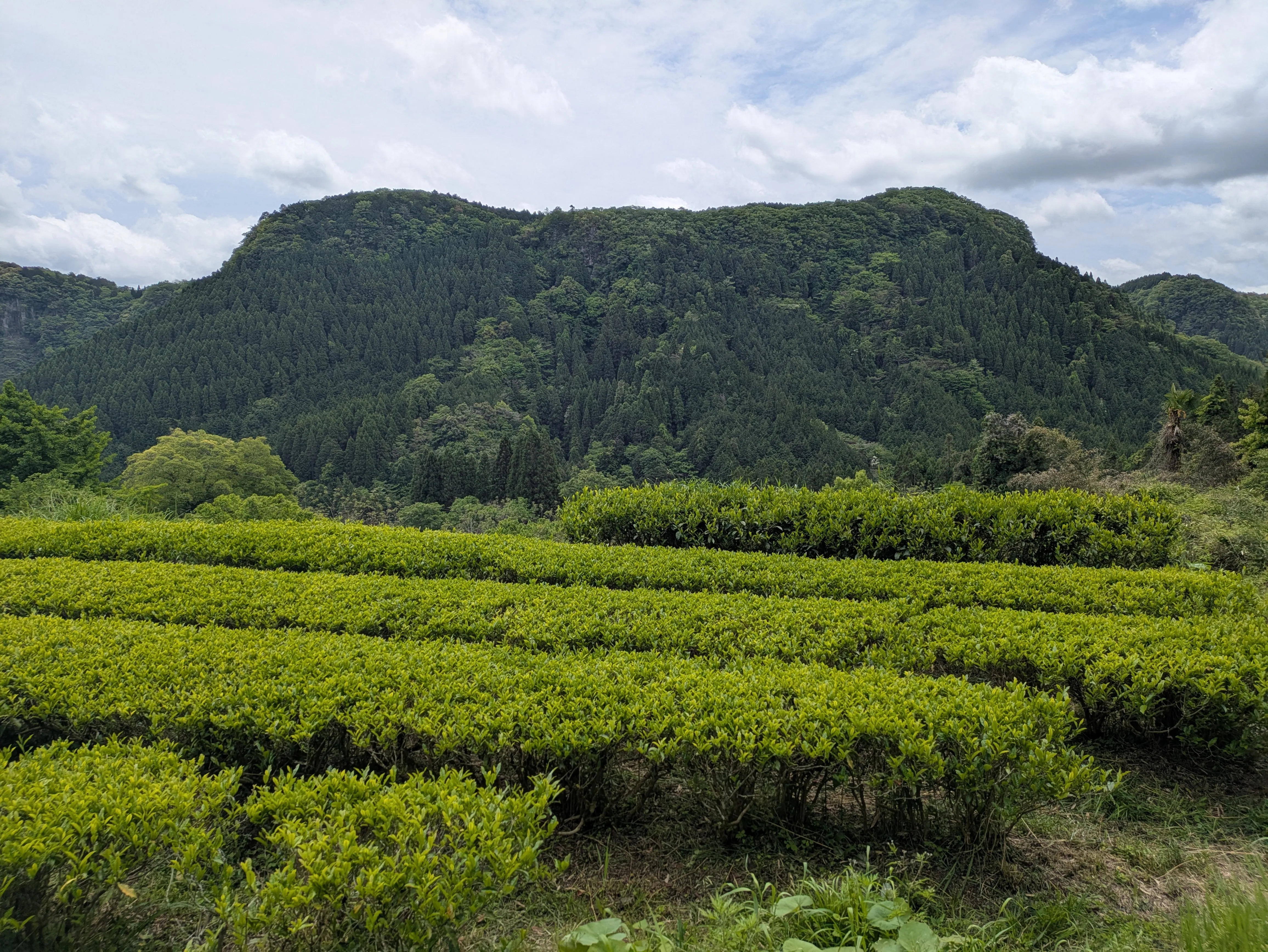 蛍茶園の美しい茶畑の風景